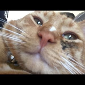 Meet your Posher, Josephine